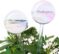 Rainbow Plant Waterer Bulbs - 2 Pack Iridescent Glass Self Watering Spikes for Indoor Plants