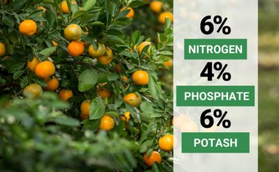 GARDENWISE Citrus Fertilizer - Balanced NPK + Micronutrients for Lemon, Lime, Orange & Avocado Trees - Image 4